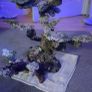 Reef rock Image 2