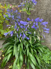 Agapanthus