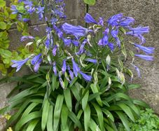 Agapanthus