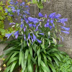 Agapanthus