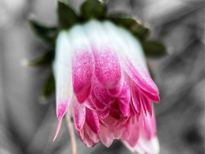 Various original macro nature photos on foam tiles
