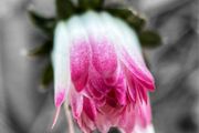 Various original macro nature photos on foam tiles