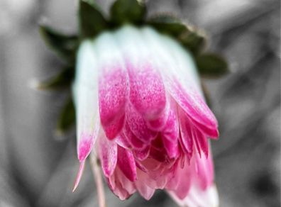 Various original macro nature photos on foam tiles