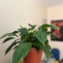 Beautiful Peace Lily Image 3