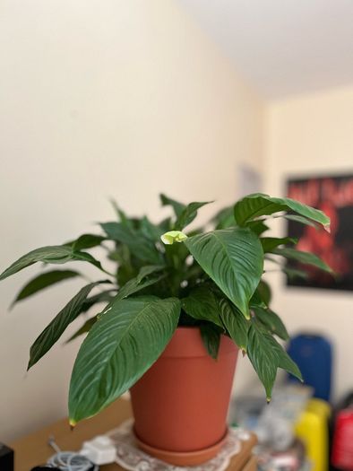 Beautiful Peace Lily