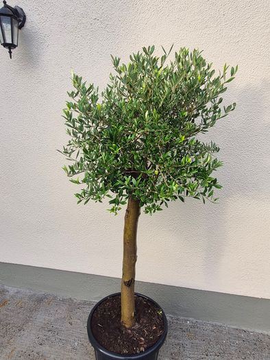 Olive tree, extra large 45cm pot / 1 available