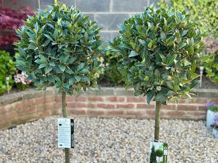 Laurus Nobilis with 45cm head in 12L pot and 140cm in height