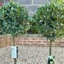Laurus Nobilis with 45cm head in 12L pot and 140cm in height Image 4