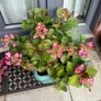 Hydrangea French Can Can doing well in 2nd summer in pot Image 5