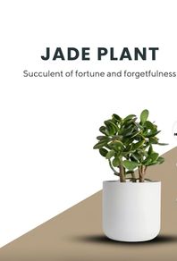 Jade plant