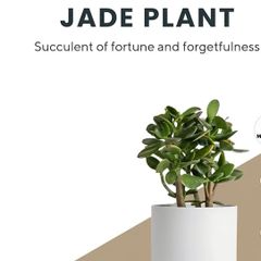 Jade plant