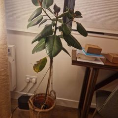 Rubber plant