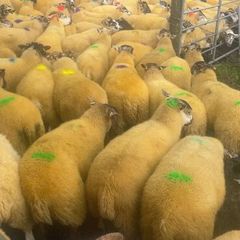Sheep