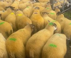 Sheep