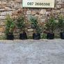 Red Robin Hedging Image 3