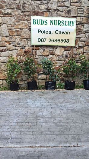 Red Robin Hedging