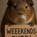 Hamster17