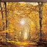 Autumn Trees Framed Picture Image 2