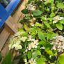 Hydrangea Paniculata Image 3