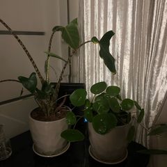 Plants