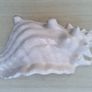 Atlantic Mold  ceramic planter in the shape of a seashell Image 5