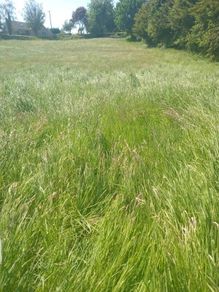 Hay