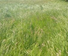 Hay