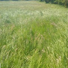 Hay