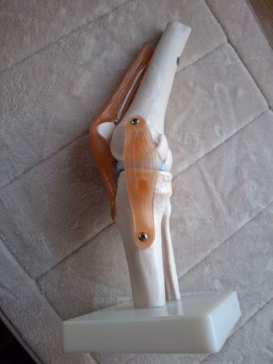 Life Size Flexible Knee Joint Anatomical Model Skelton Functional Ligament Medical Model in Perfect Condition