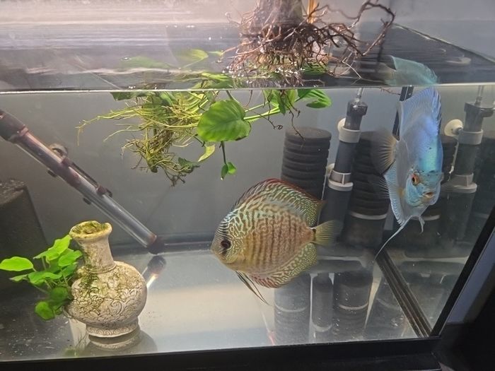 anubias plant and ornament