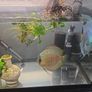 anubias plant and ornament Image 9