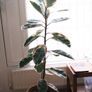Tall Variegated Rubber Tree (Ficus Elastica 'Tineke') Image 2