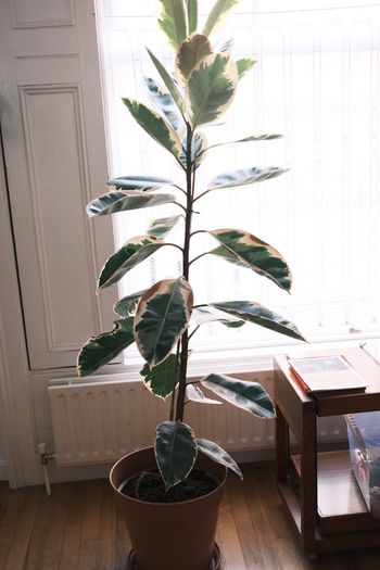 Tall Variegated Rubber Tree (Ficus Elastica 'Tineke')