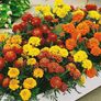(M) Marigold Carmen seeds 1g (414598) Image 6