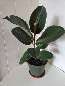 Indoor Plant