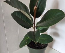 Indoor Plant ficus elastica rubber plant
