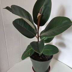 Indoor Plant