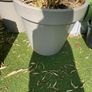 Bamboo Trees x2 Image 2