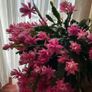 Epiphyllum German express plant Image 4