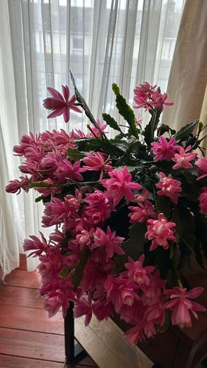 Epiphyllum German express plant