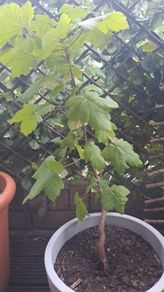 Sycamore tree (minus the pot)
