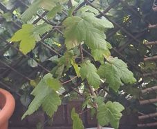 Sycamore tree (minus the pot)