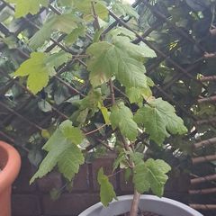 Sycamore tree (minus the pot)