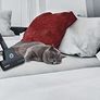 Hoover Pets BR02 Breeze Bagless 2 Litre Canister vacuum Cleaners With Special Pets Cleaning Brush ALL New Stock Boxed Fully Guaranteed Model BRO2 Image 2