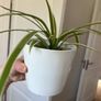 spider plant Image 2