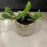 Flower Cactus in ceramic pot Image 6