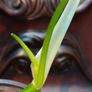 Philodendron Pedatum loss variegation Image 6