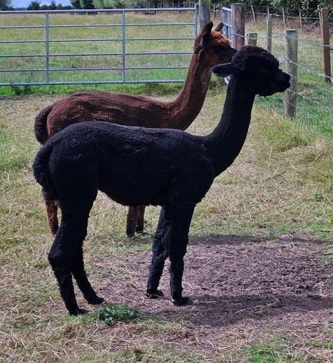 Alpaca
