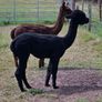 Alpaca Image 3