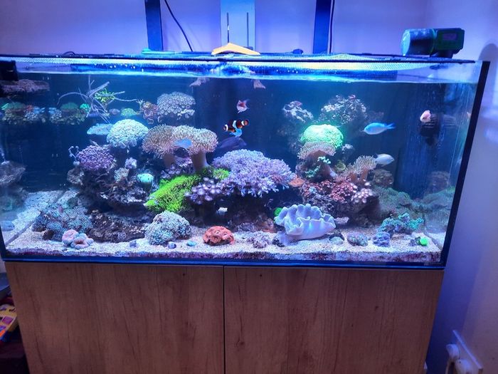 Complete Running Reef Tank